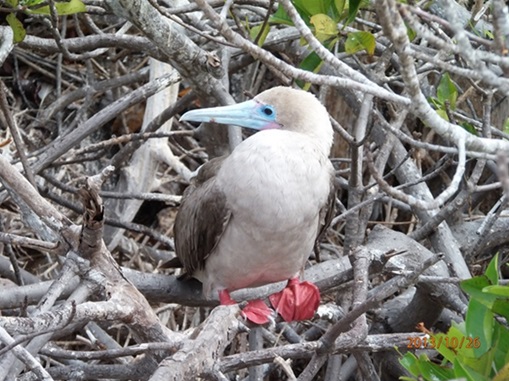 Anahi Galapagos itinerary